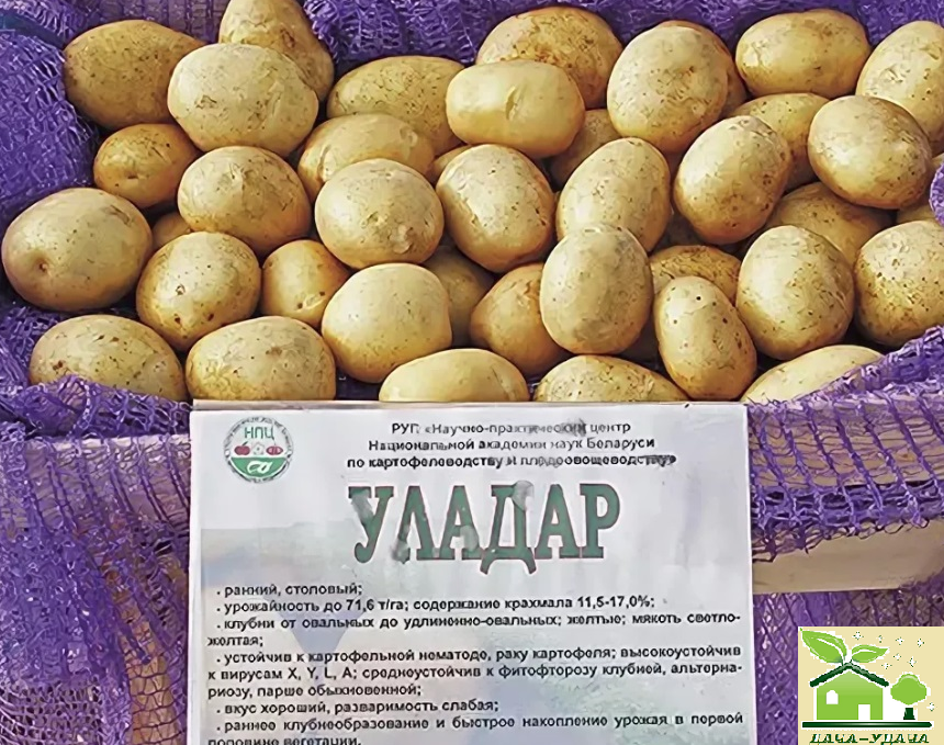 сорт "уладар"