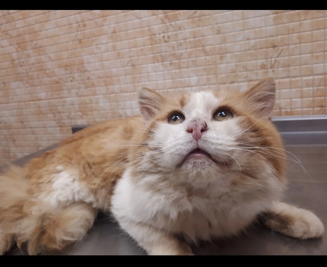 Кот плачет от одиночества