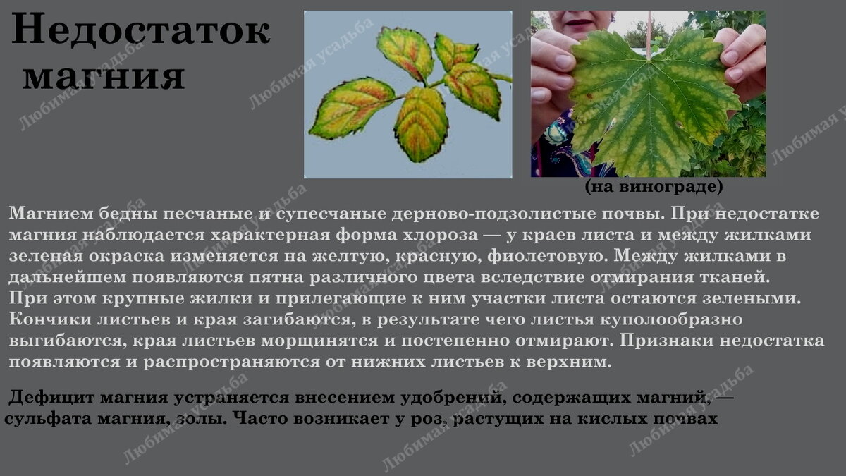 Определить нехватку микроэлементов по листу. Чего не хватает розам определяем по листьям. недостаток микроэлементов у роз по листьям. что не хватает розе по листу. как определить по листу что не хватает розе.