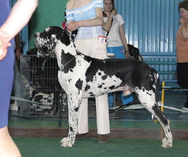 Источник http://greatdanes.dog/dog.php?id=5535&screen=1  Наследник Престола Яндекс точка ру