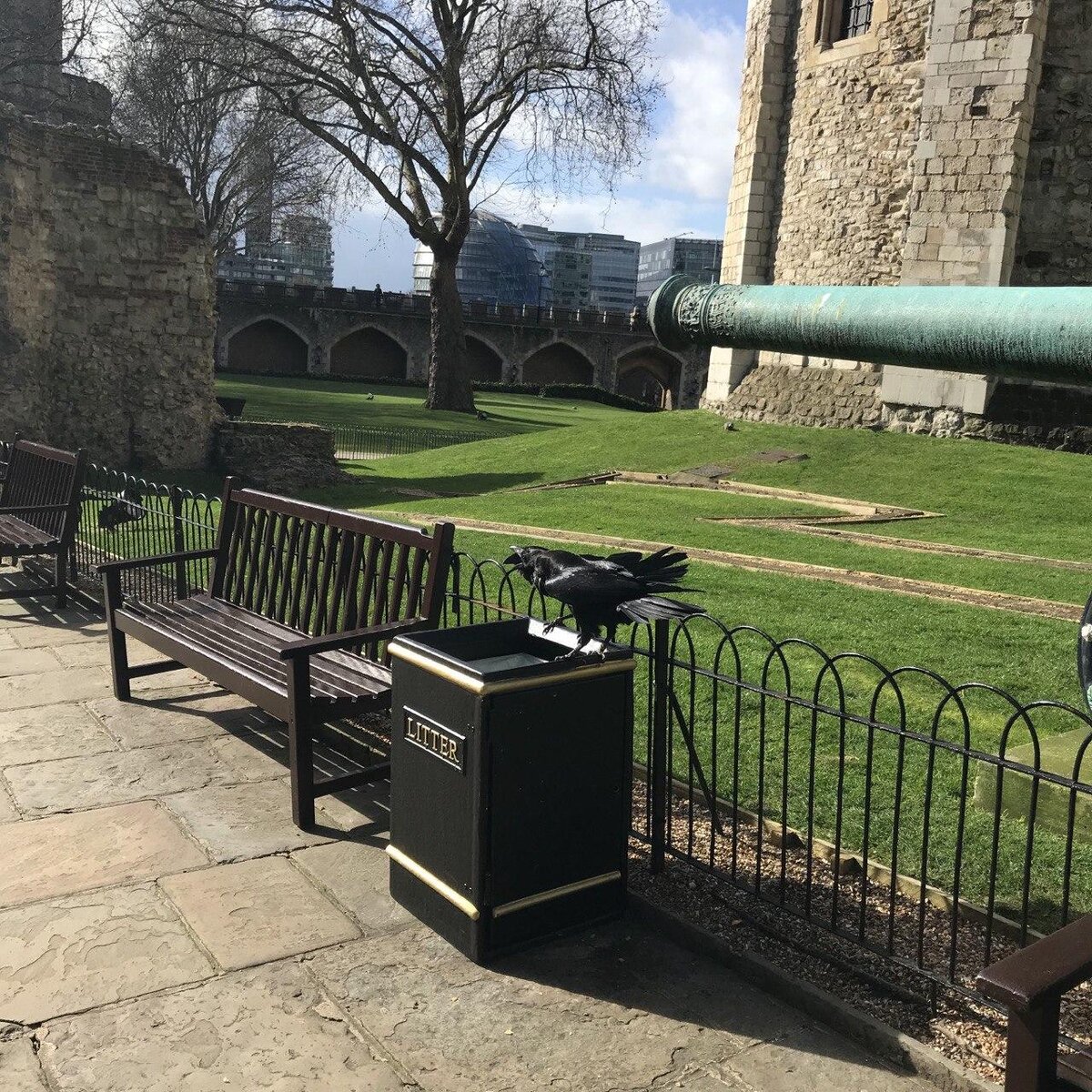 Тауэрские вороны. Март 2020г. Фотографии сотрудника портала Зверогород