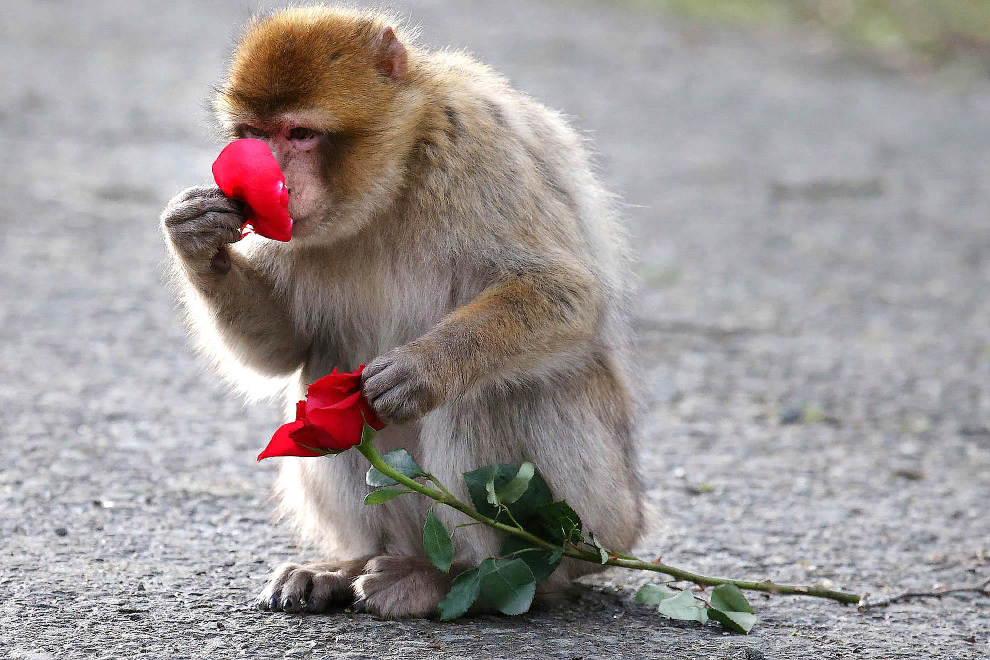 фото взято с Яндекс коллекции