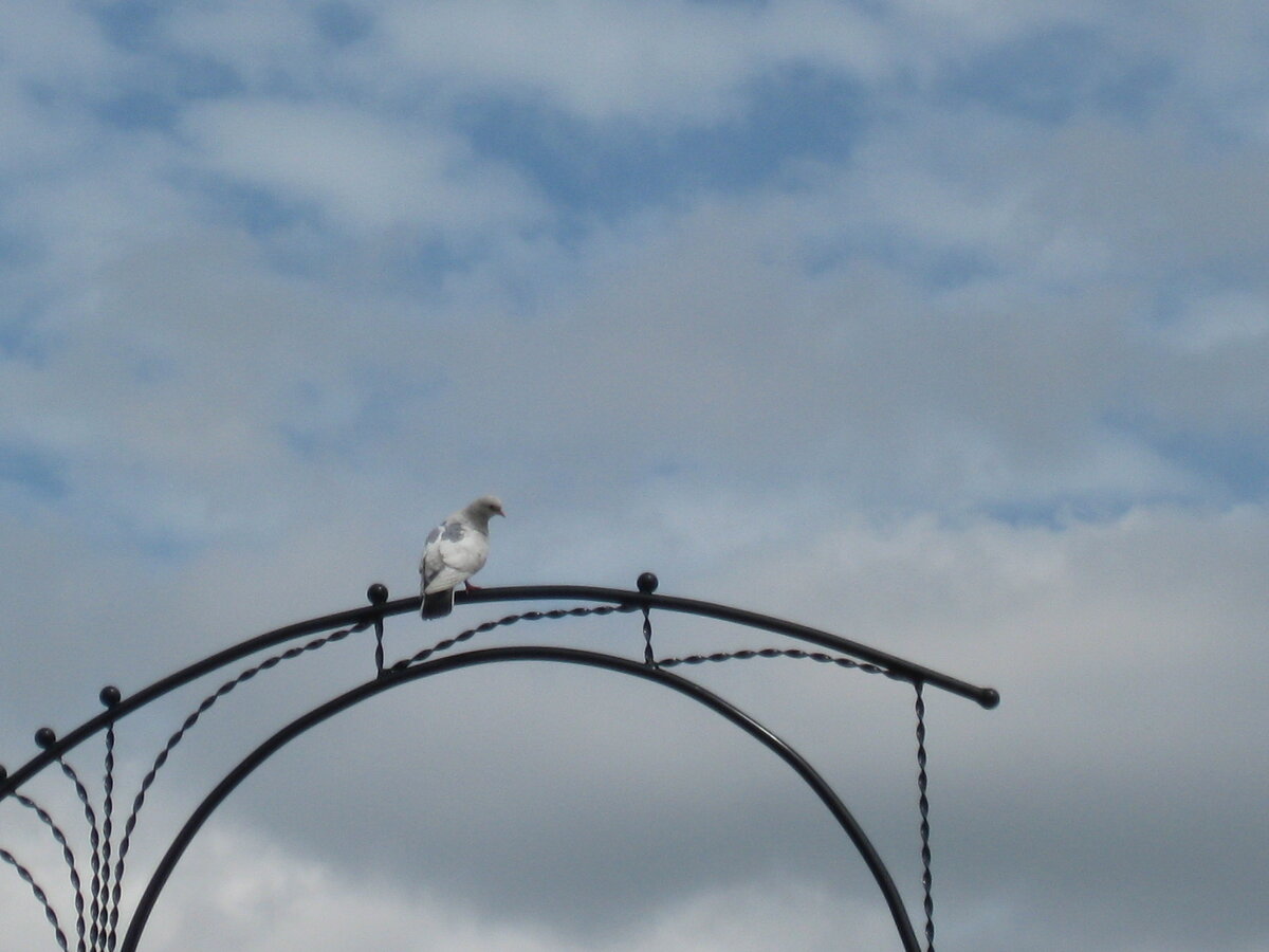 ясный день дзен единственная