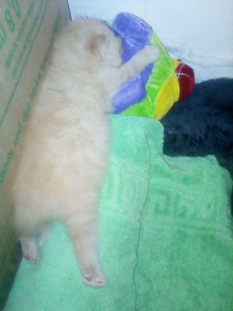 Котенок Кроха