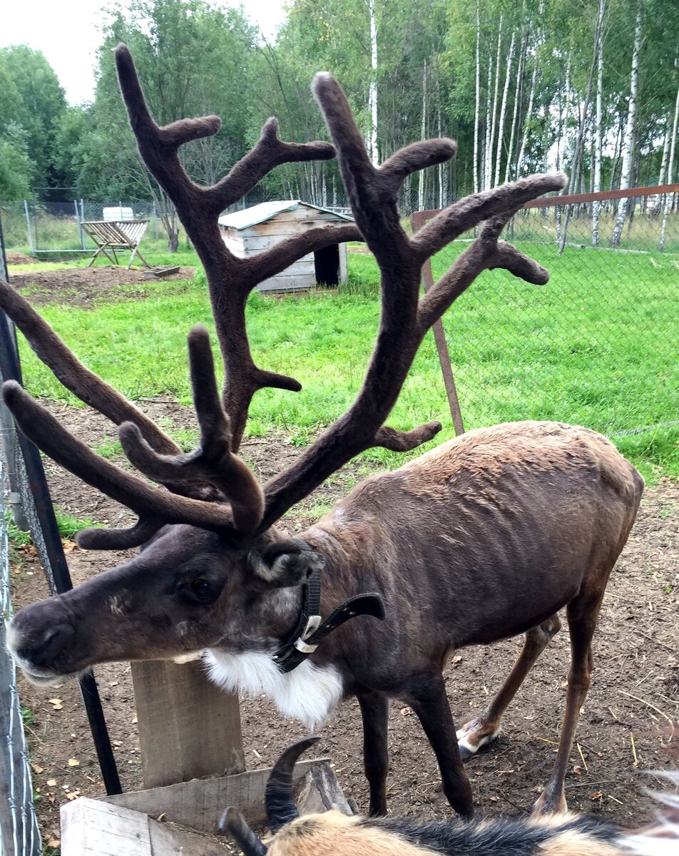 Олень Родослав (он же Рудольф)