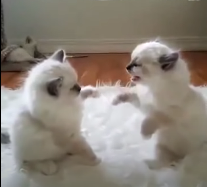 Смешные кошки