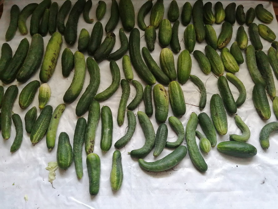 Переросших огурцов в этом году так много, что планирую закрыть 15-20 банок с языками из огурцов