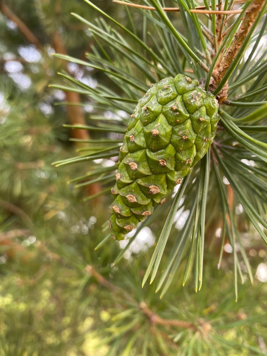 Изумруды на ветках
