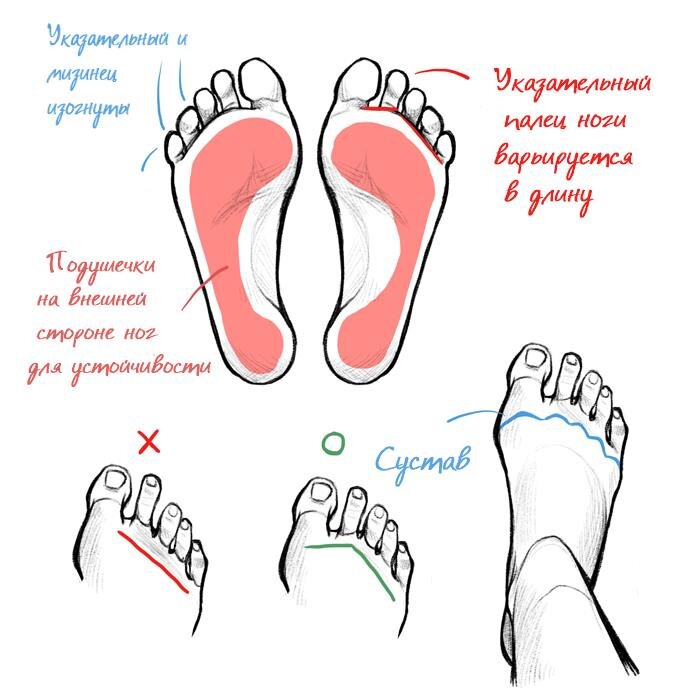 Нога разбор. Пропорции ступни. Пропорции стопы. How to draw feet. Height feet.