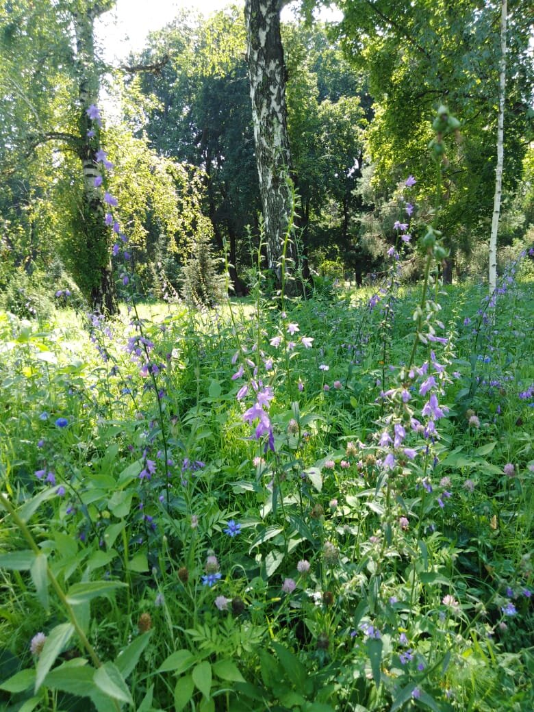 где-то возле Березовой аллеи