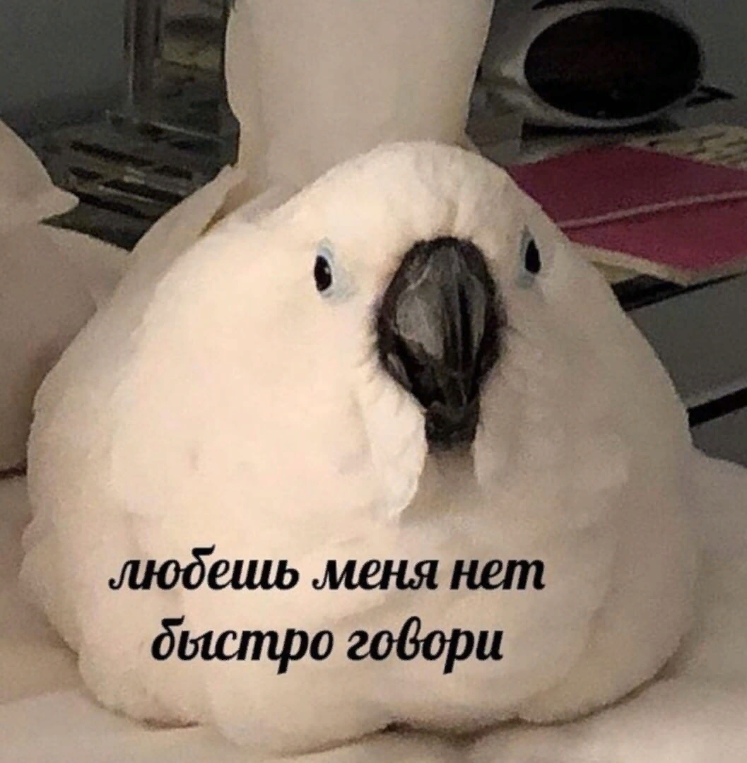 попадос