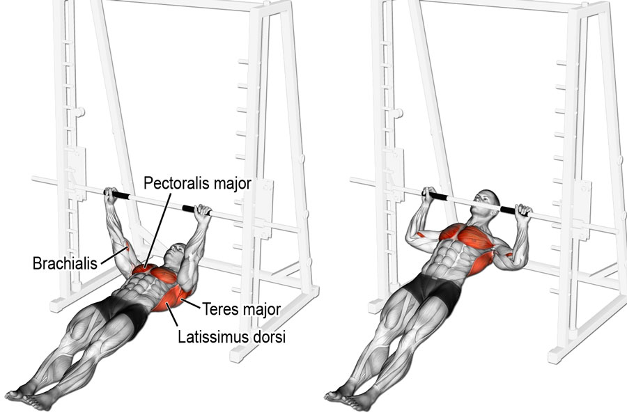 (Pectoralis major - грудные мышцы, Latissimus dorsi - широчайшие мышцы спины)