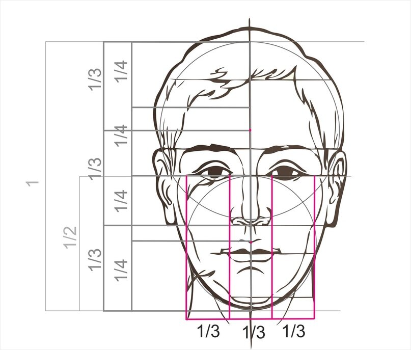 Пропорции лица для рисования
