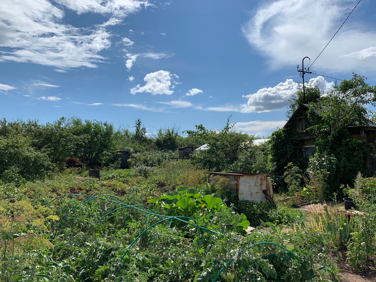 Сила огорода