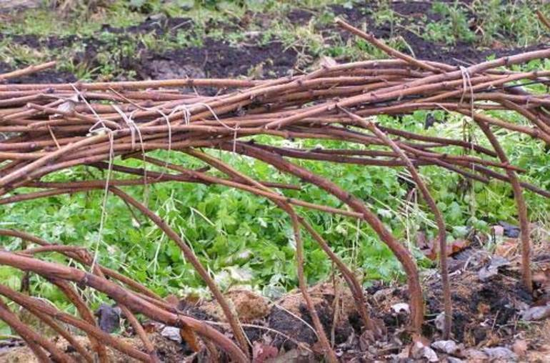 кусты малины