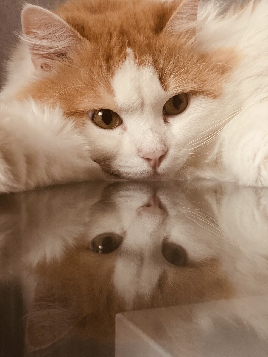 Кот, который не кому был не нужен , подобран с улицы ! Теперь думает что мы просто у него живем ) 