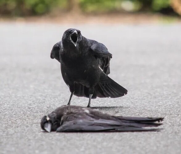 ворона сообщает о погибшем собрате