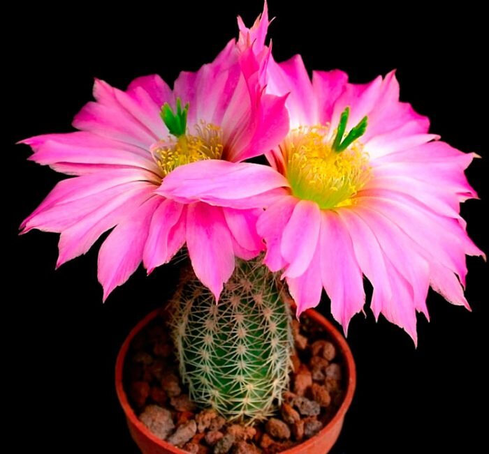 Вот какие прекрасные цветы у Эхиноцереуса:)