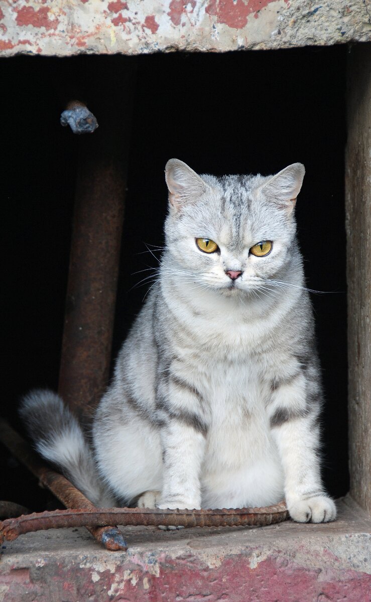 кошка из подвала