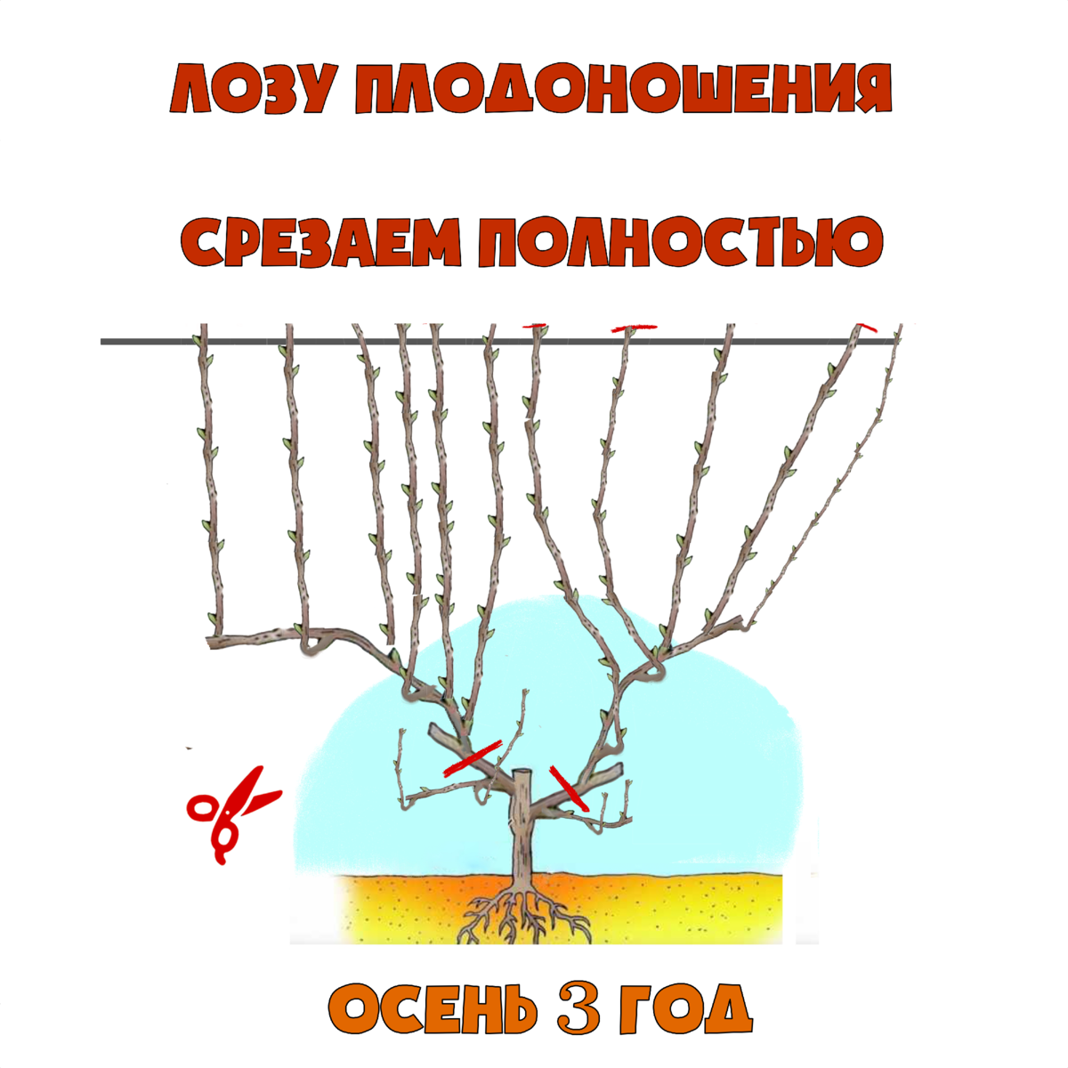 Можно ли обрезать виноград в апреле. Формирование винограда весной. Формировка лозы винограда. Схема обрезки винограда весной для начинающих. Обрезка винограда весной.