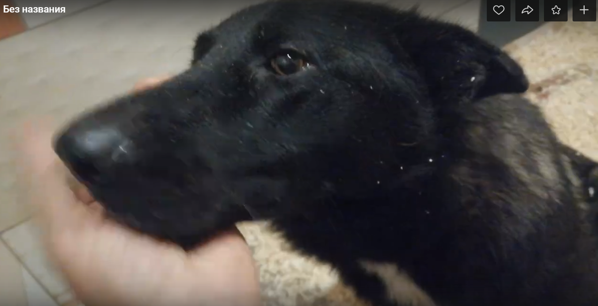 "Доброго дня всем добрым людям ! Предлагаю к просмотру некий хэппи энд как это принято говорить )В предыдущих роликах вы могли наблюдать уже коматозное состояние Матильды когда она к нам поступила с диагнозом многодневный запор каловых масс ,а следственно сильнейшая интоксикация и в добавок ко всему её заживо поедали опарыши +травма позвоночника - причина защемления нерва, хромота задней конечности . Сейчас Матильда пошла на поправку и в принципе сегодня завтра может идти на выписку ) Одна ее лапа не совсем правильно ставит пальцы ,но это дело времени . Прийдется какое то время побегать в носке и в перевязке . В общем сморите .что получилось - порадуйтесь с нами !))))"