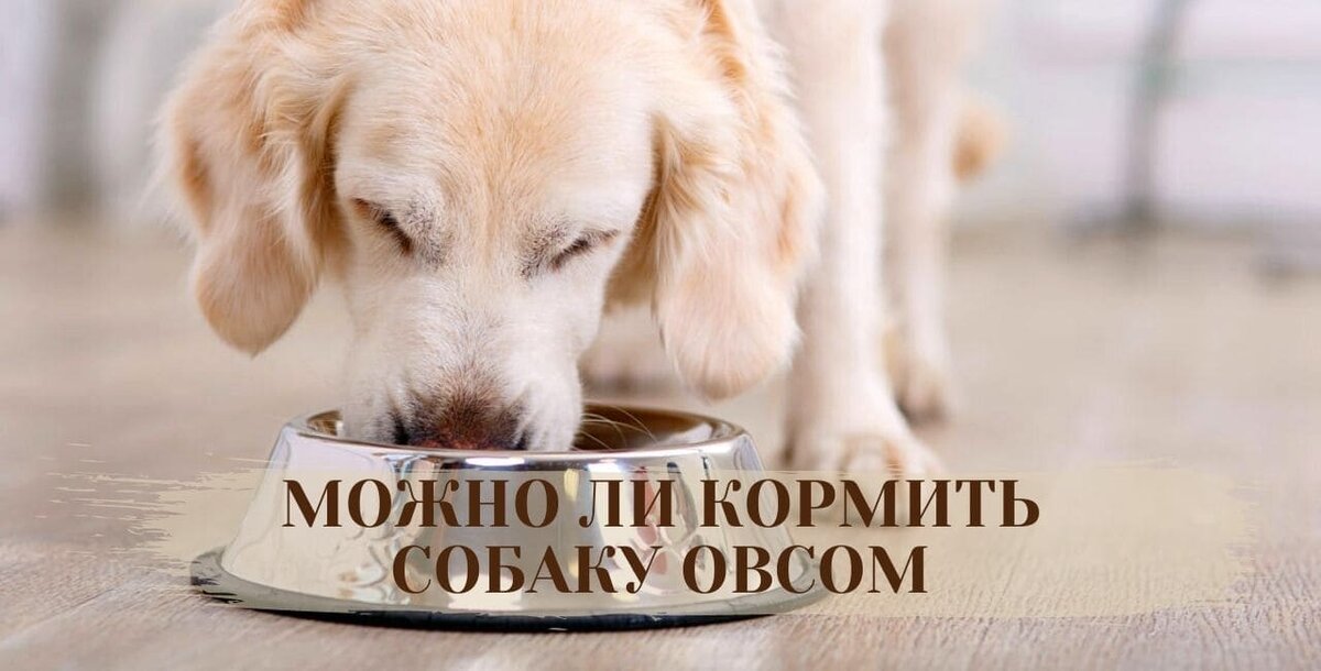 Кормовые продукты для собак