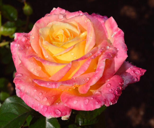 rozy_88_small Картинка с интернета