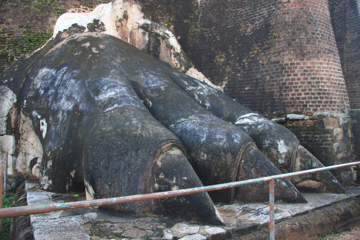 на этой трехпалой лапе видно. что должен быть четвертый палец.