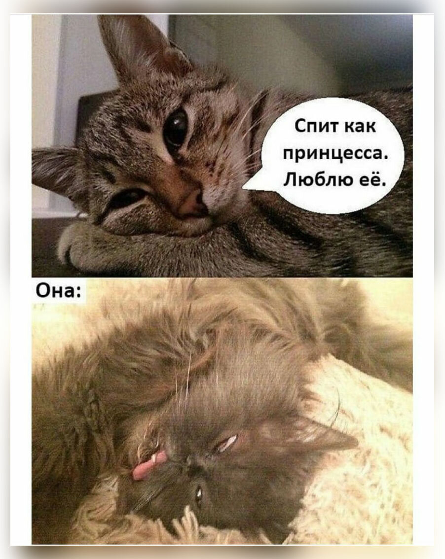 Не спится картинки прикольные с надписями