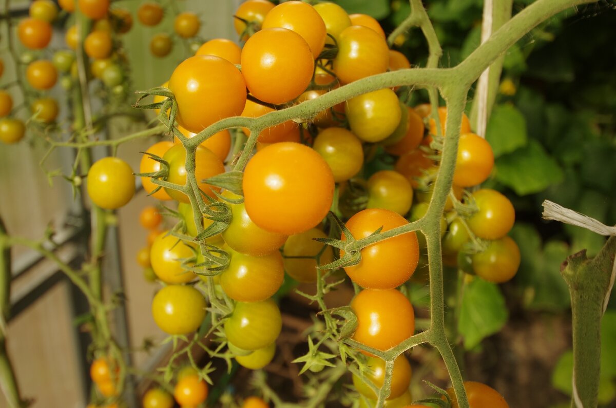Самые сладкие сорта томатов Агрофирмы Партнер
