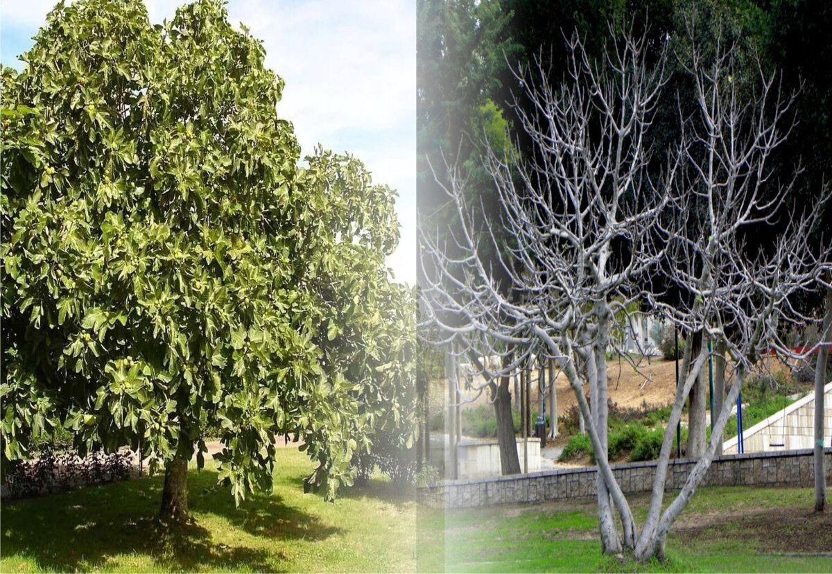 Смоковница цветущая и засохшая