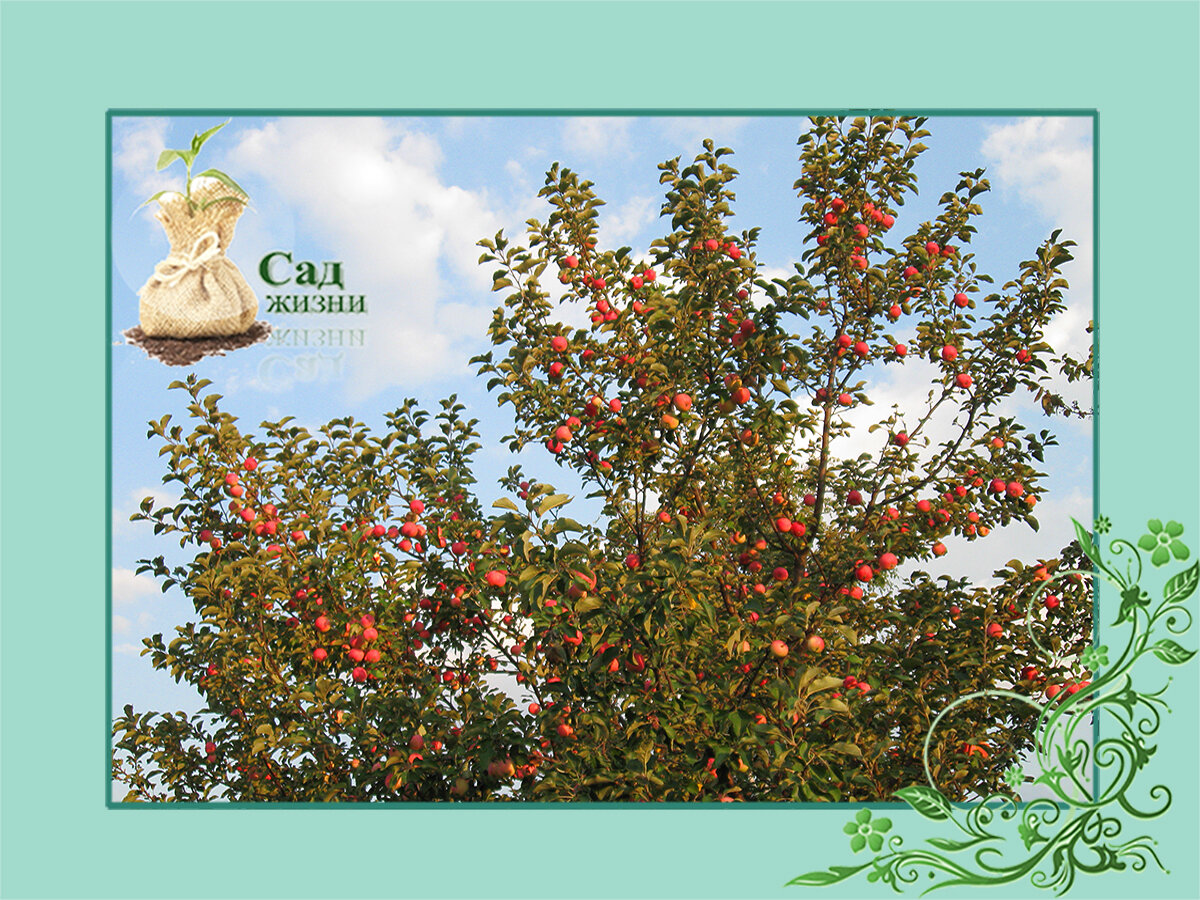 Как заставить плодоносить дерево