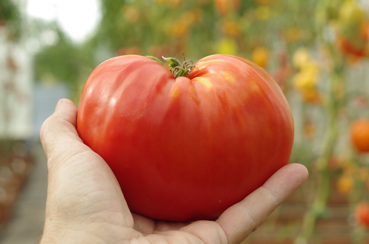 Легенда коктебеля