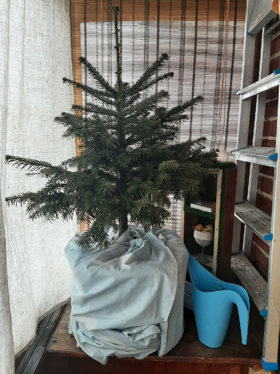 Всё-таки пихта крупновата для моего балкона