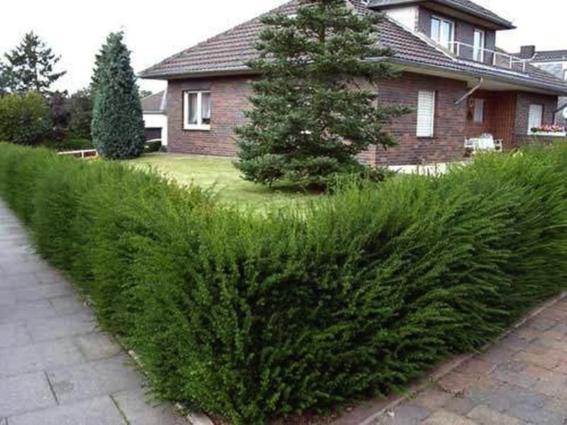 Можжевельник казацкий