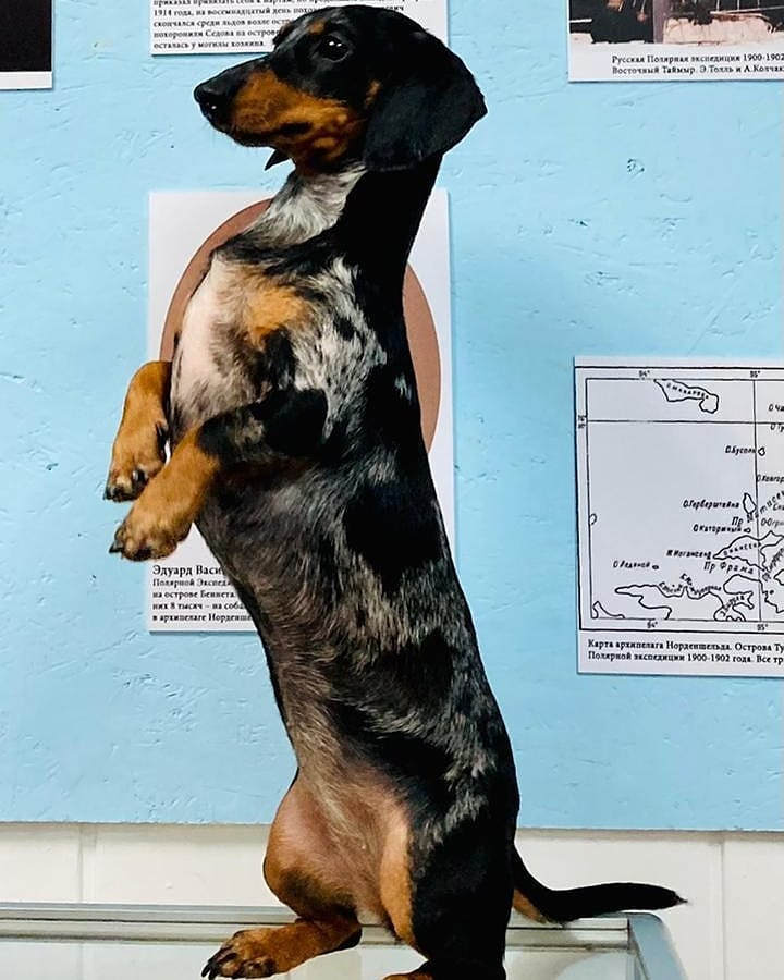 Айва делает "зайку" ( фото Музея Собаки)