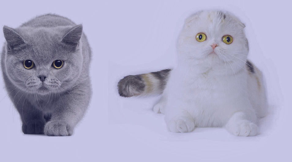 Британец и шотландец