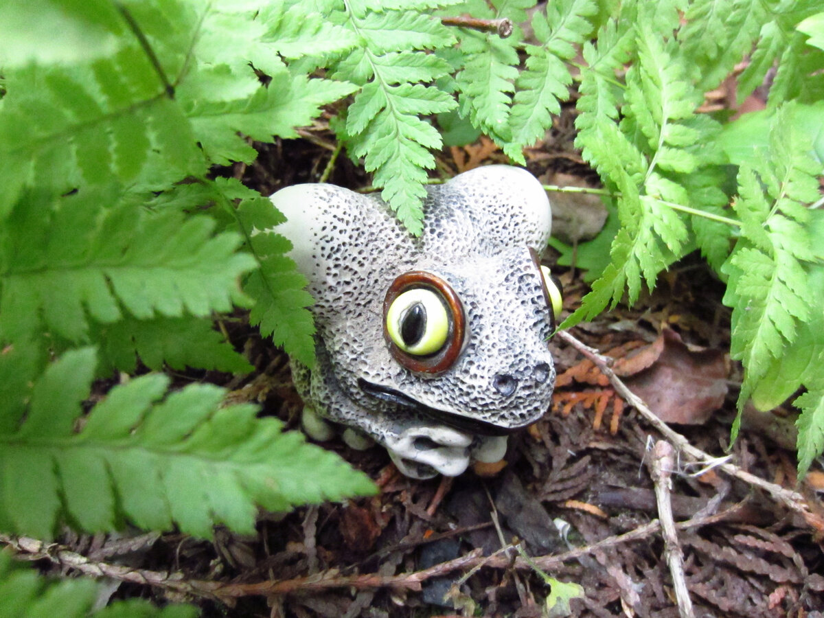 Фото постановочное, постоянно там эта жабочка не сидит. Листья видны хорошо. Может, это поможет идентифицировать, что за дикий папоротник растёт у нас под кустом рододендрона?