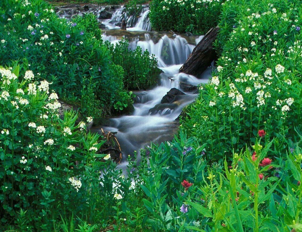 осень в лесу тихо журчал ручей. ручей в осеннем лесу.