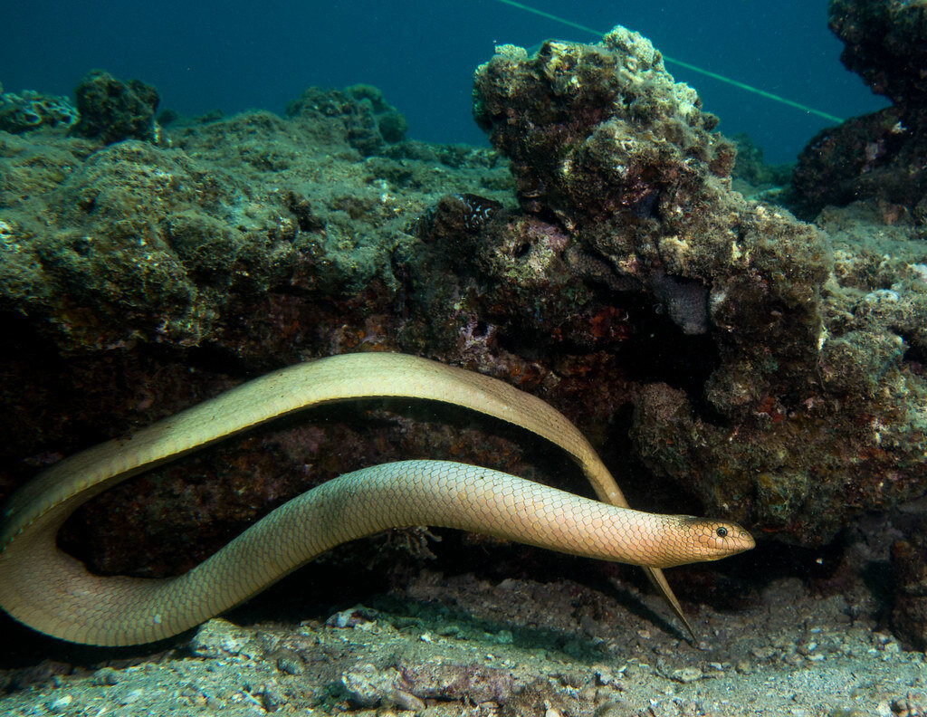 Самый ядовитый морской змей. Aipysurus duboisii. Морская змея Астроция. Aipysurus laevis. Большая оливковая морская змея.