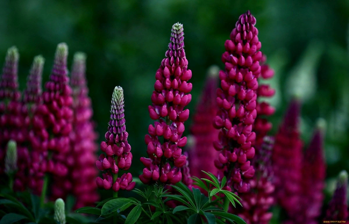 Бобовые - семейство Fabaceae - Описание таксона - Плантариум