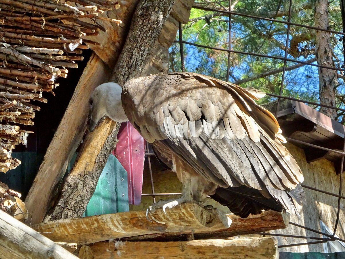 Птички-невелички