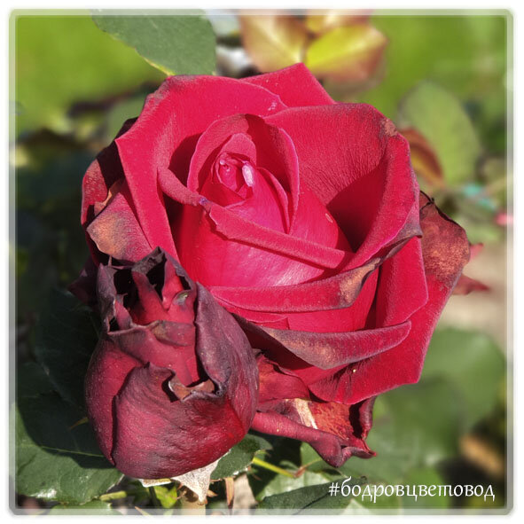 Роза Black Baccara , селекция Meilland, Франция. 
Это были последние цветы в этом сезоне в конце октября.