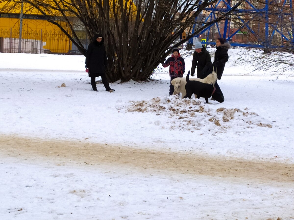 Прогулка в парке пенсионеры с собаками.(фото автора)