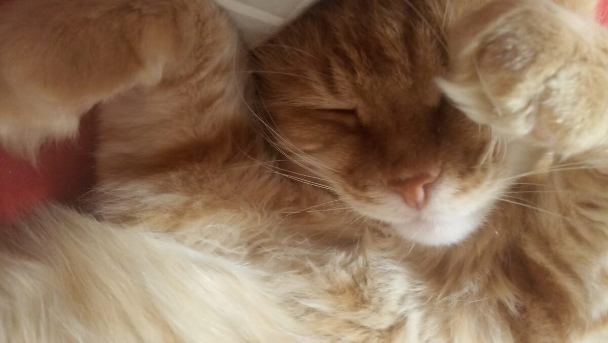 Кот спит в тепле и уюте