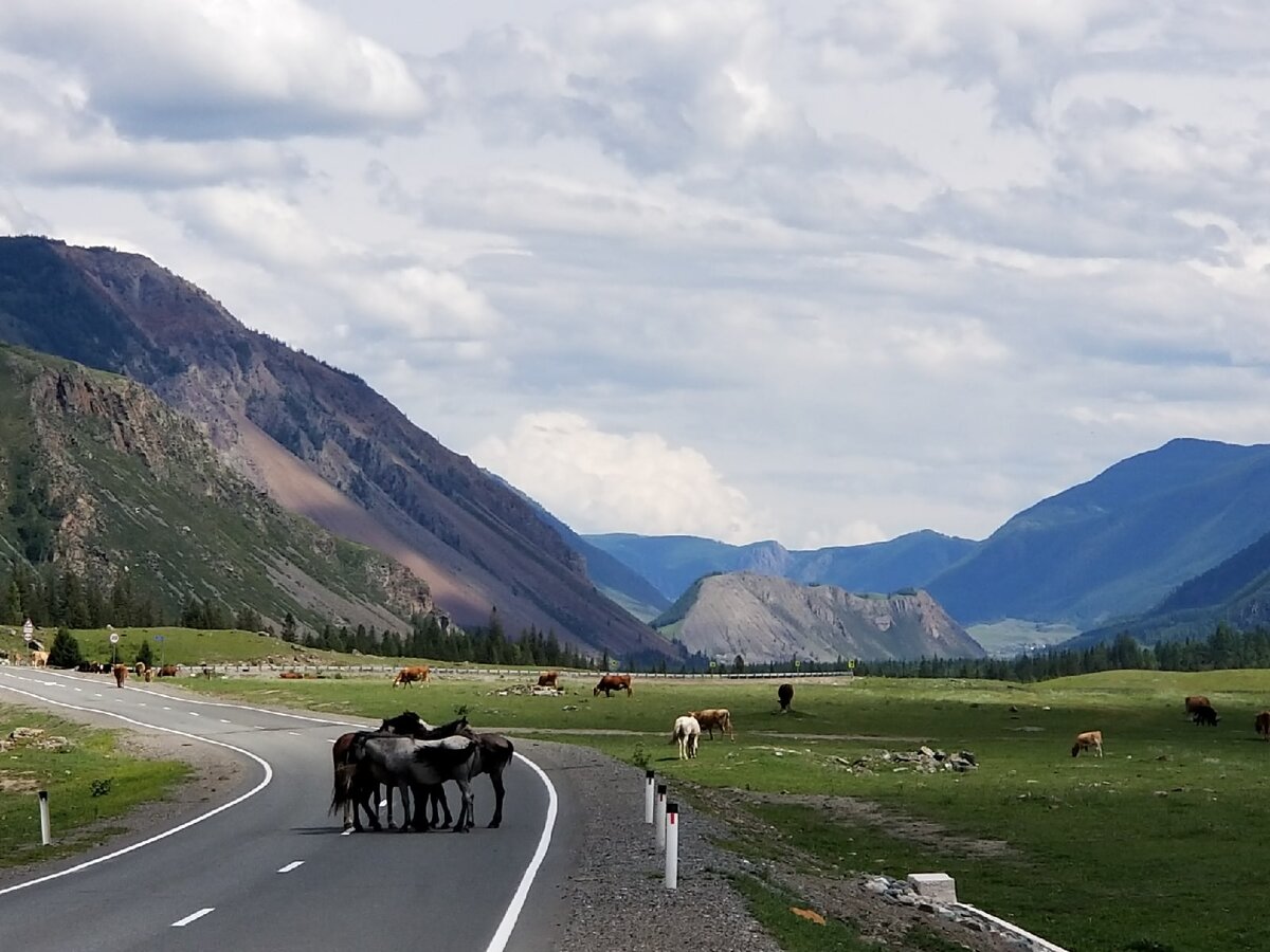 Горный 2021. Горный Алтай 2021. Гора желаний Алтай. Алтай 2021 год фото. Отдых на Алтае в сентябре 2022.