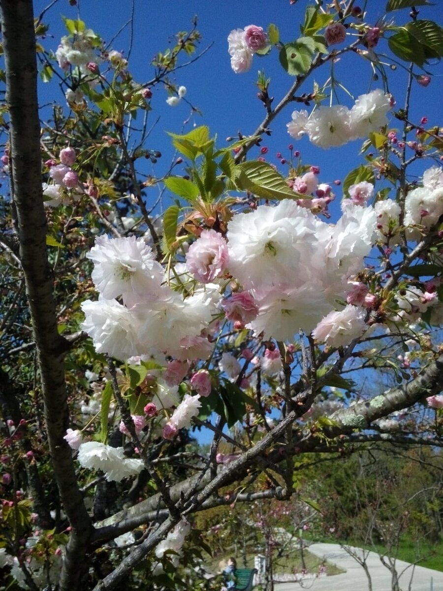 Цветущая сакура. Blossoming sakura.