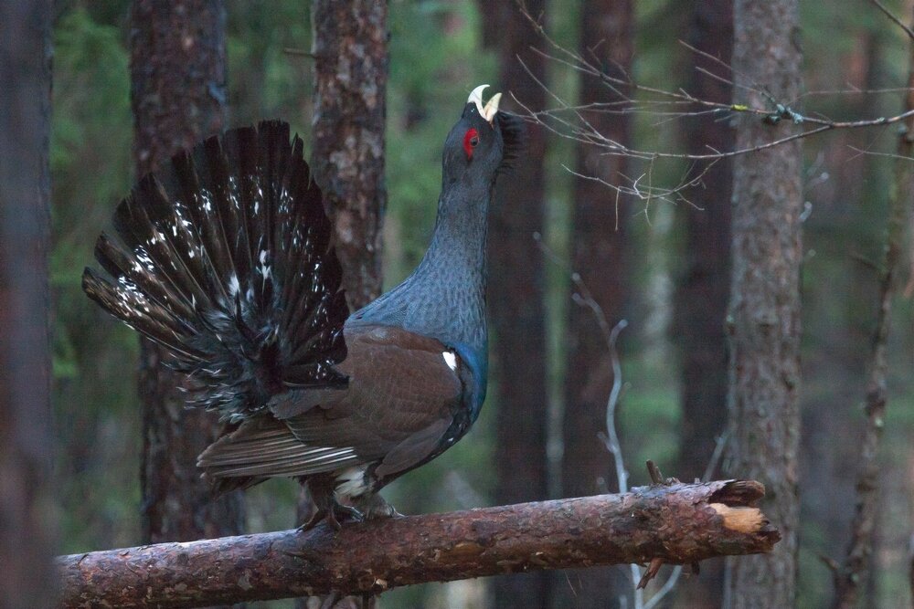 Токующий глухарь