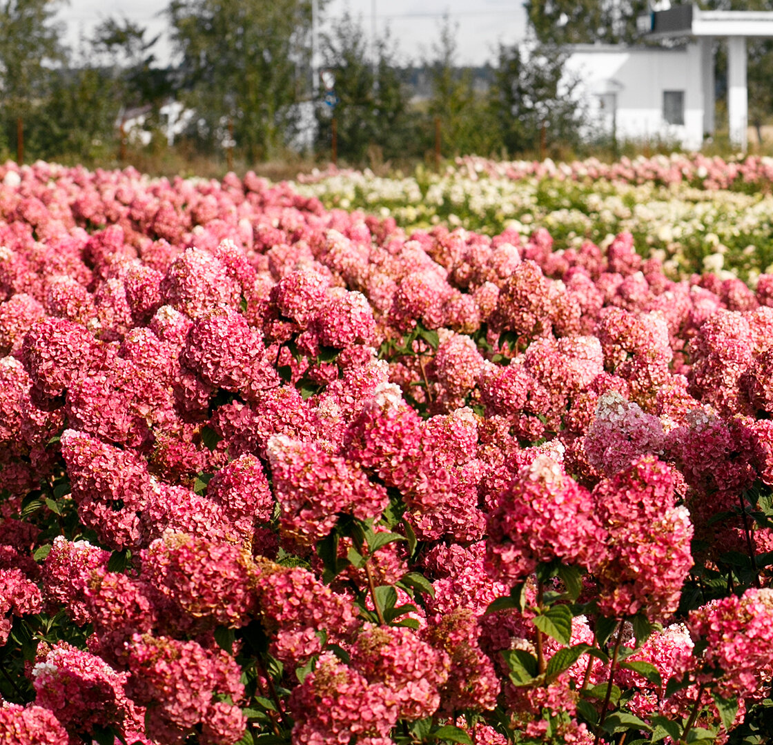 Гортензия Самарская Лидия