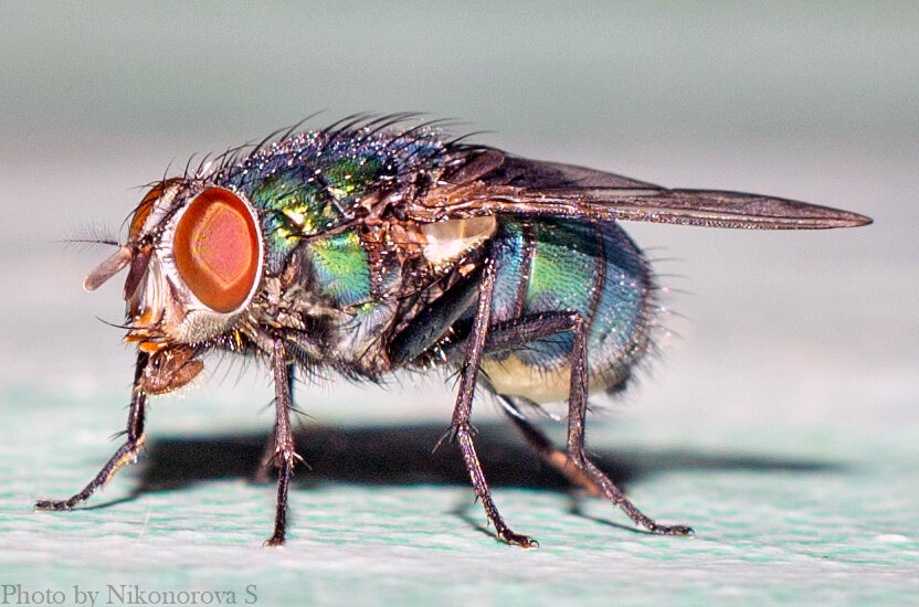 Фото автора